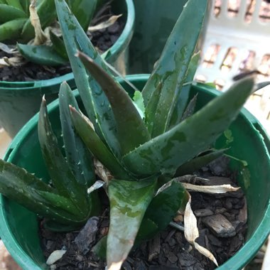 Aloe 'Black Gem'