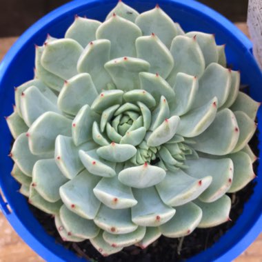 Echeveria