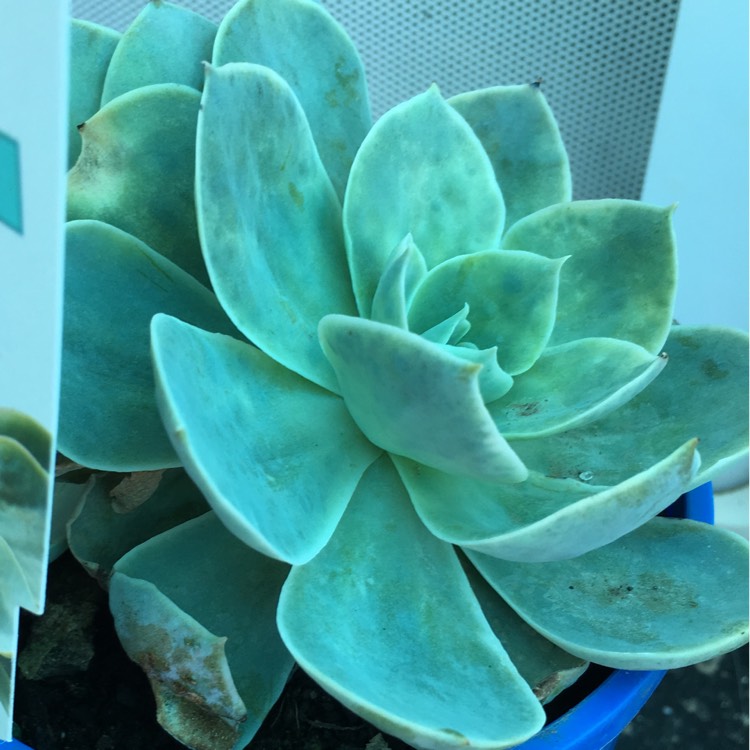 Plant image Echeveria Domingo