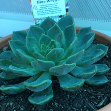 Echeveria Blue Wren