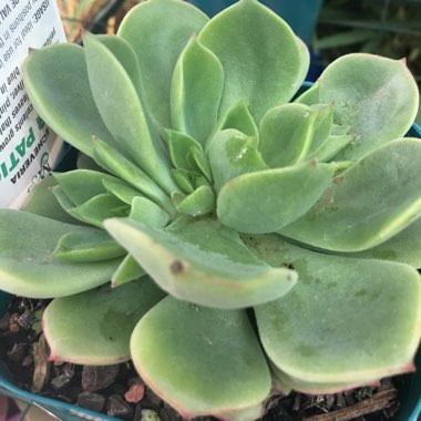 Echeveria Glow Sport