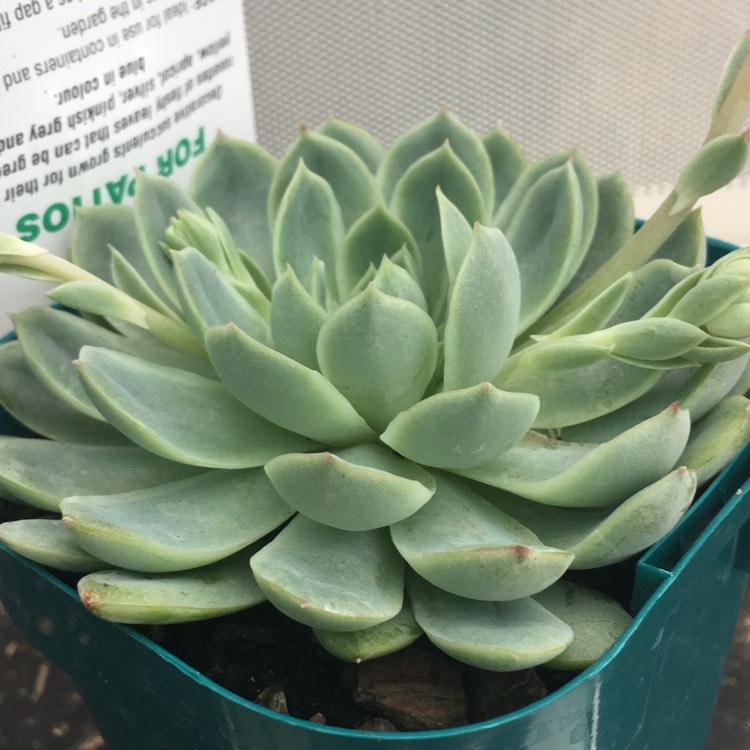 Plant image Echeveria Acacia Ponds