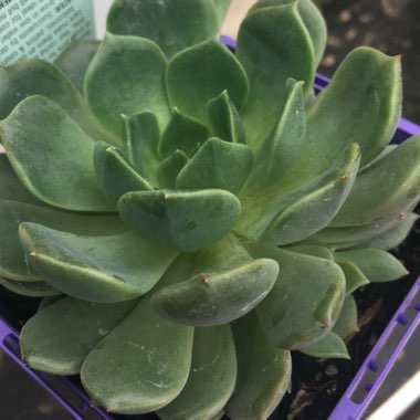 Echeveria Sovereign Sands