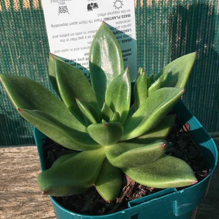 Plant image Echeveria Victor Reiter