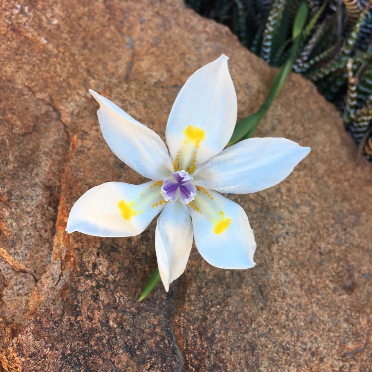 Plant image Dietes iridioides syn. Moraea iridioides, Moraea vegeta, Dietes vegeta