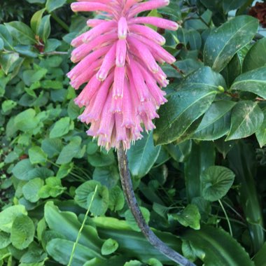 Veltheimia bracteata syn. Veltheimia viridifolia