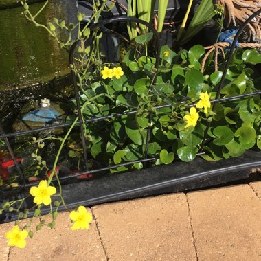 Caltha polypetala