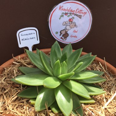 Echeveria Agavoides