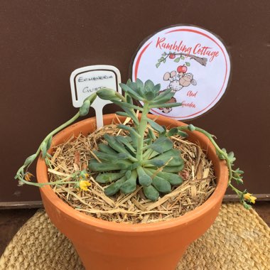 Echeveria Gusto