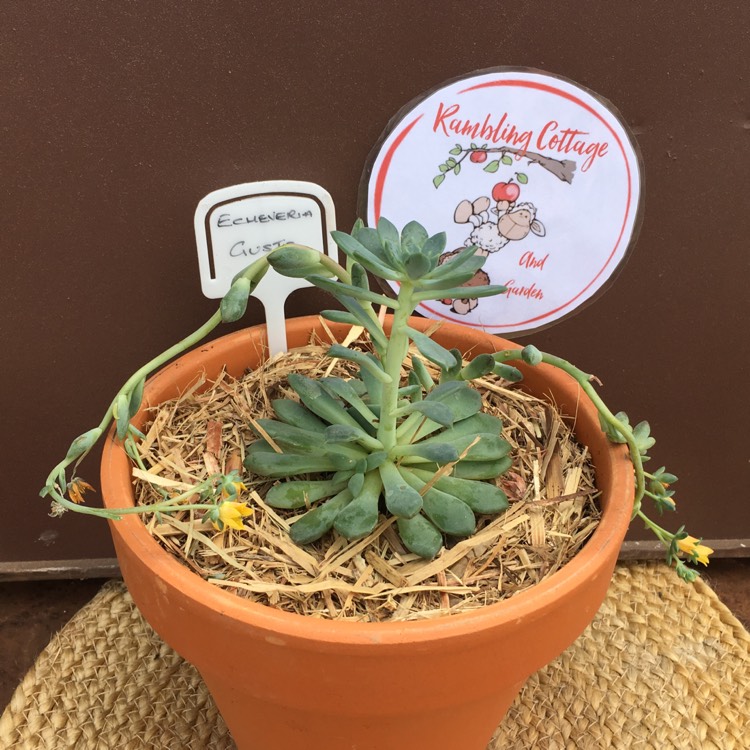 Plant image Echeveria Gusto