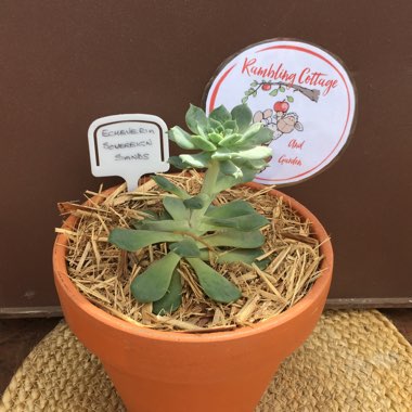 Echeveria Sovereign Sands