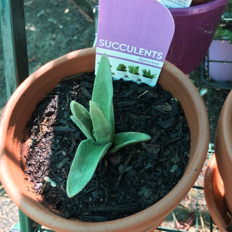 Plant image x Gasteraloe 'Green Ice'