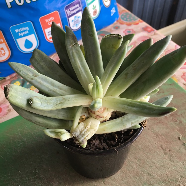 Plant image Pachyphytum longifolium