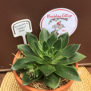 Echeveria Green Star