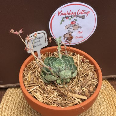 Echeveria Ben Badis