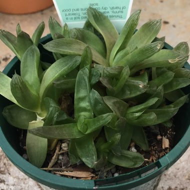 Haworthia truncata 'Harry Johnson'