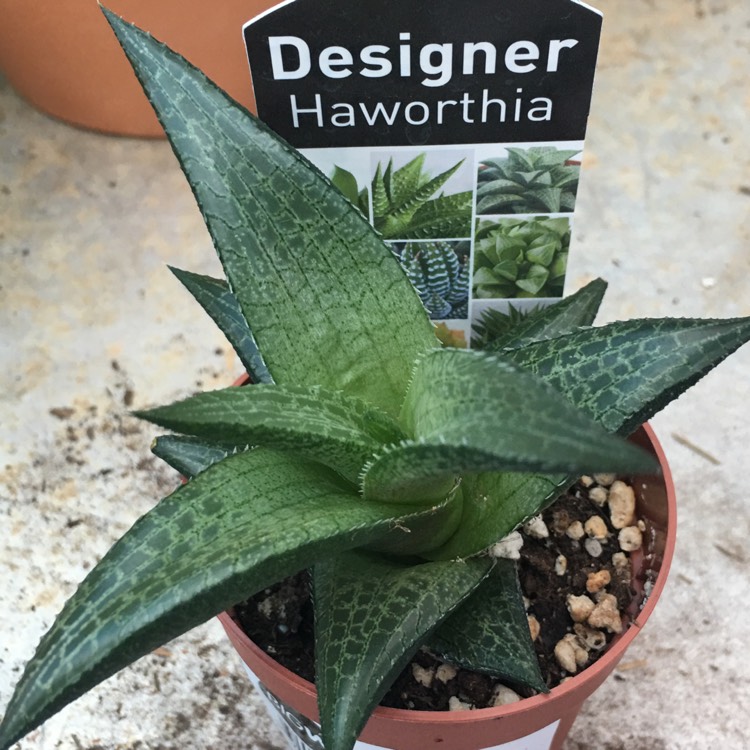 Haworthia Venosa ssp. Tessllata