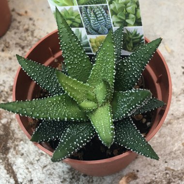 Haworthia Fasciata Concolor