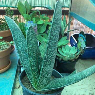 Gasteria excelsa