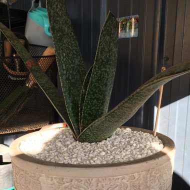 Gasteria excelsa