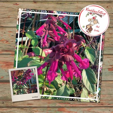 Salvia 'Serendip6' syn. Salvia 'Love and Wishes'