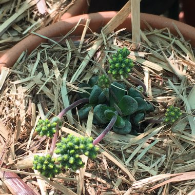 Crassula 'Fernwood'