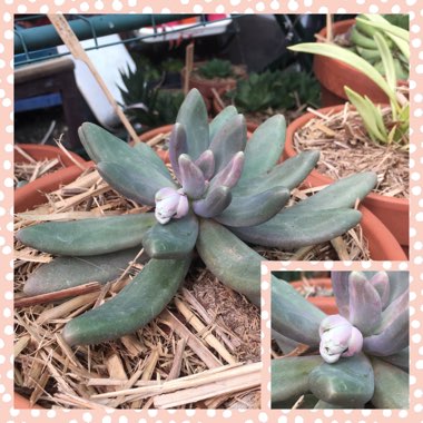 Pachyphytum fittkaui