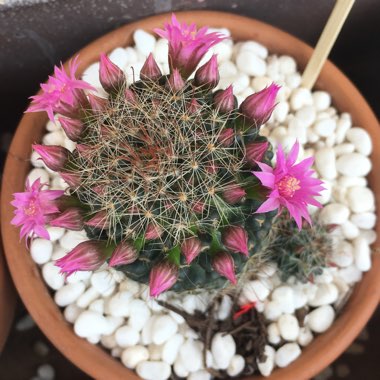 Mammillaria zeilmanniana