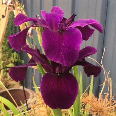 Iris 'Jeri'