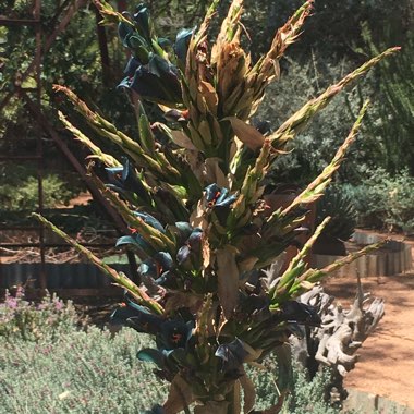 Puya Berteroniana