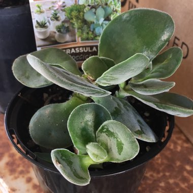 Crassula cotyledonis