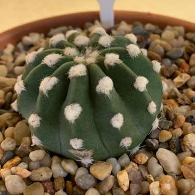 Echinopsis subdenudata syn. Echinopsis denudata