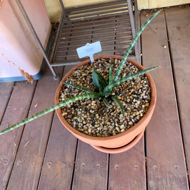 Sansevieria cylindrica