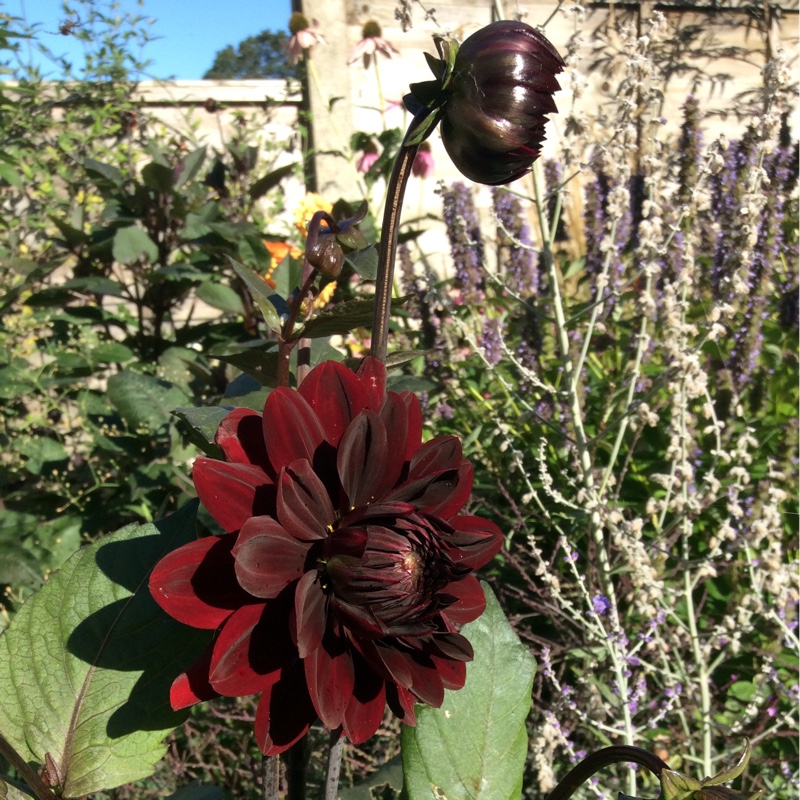 Plant image Dahlia 'Karma Choc'