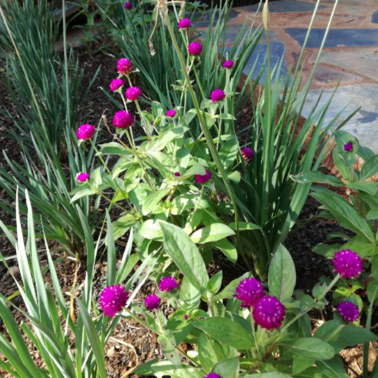 Plant image Gomphrena globosa