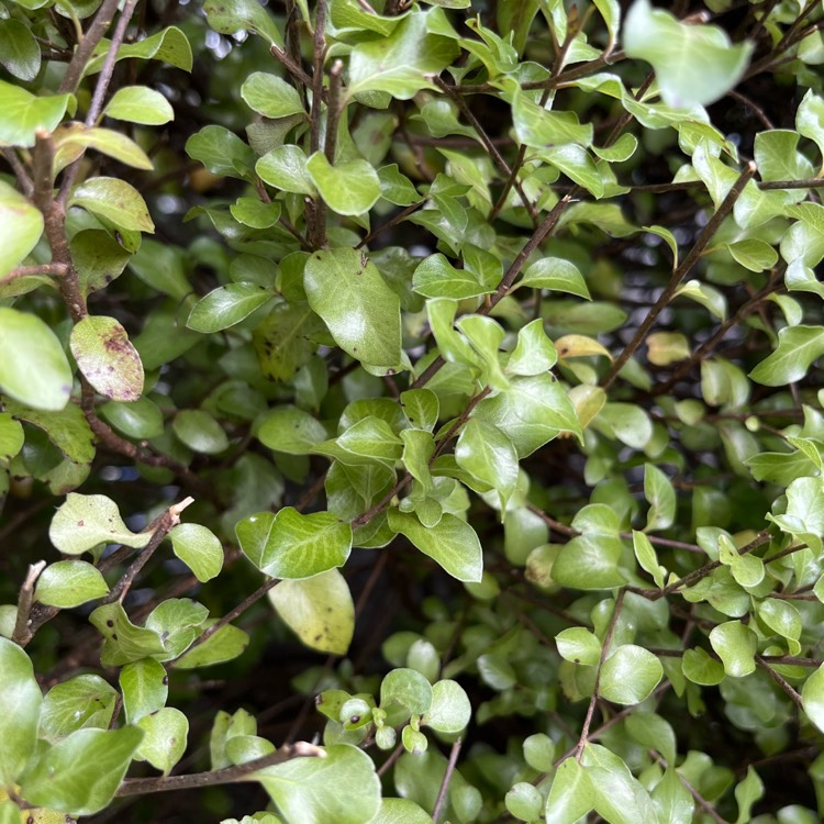 Plant image Pittosporum tenuifolium