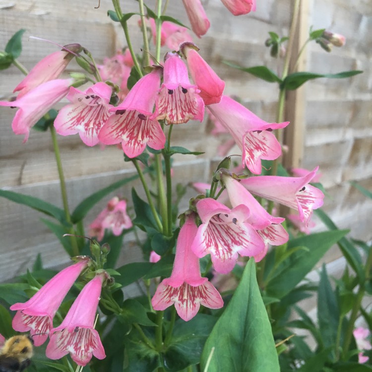 Plant image Penstemon 'Hidcote Pink'