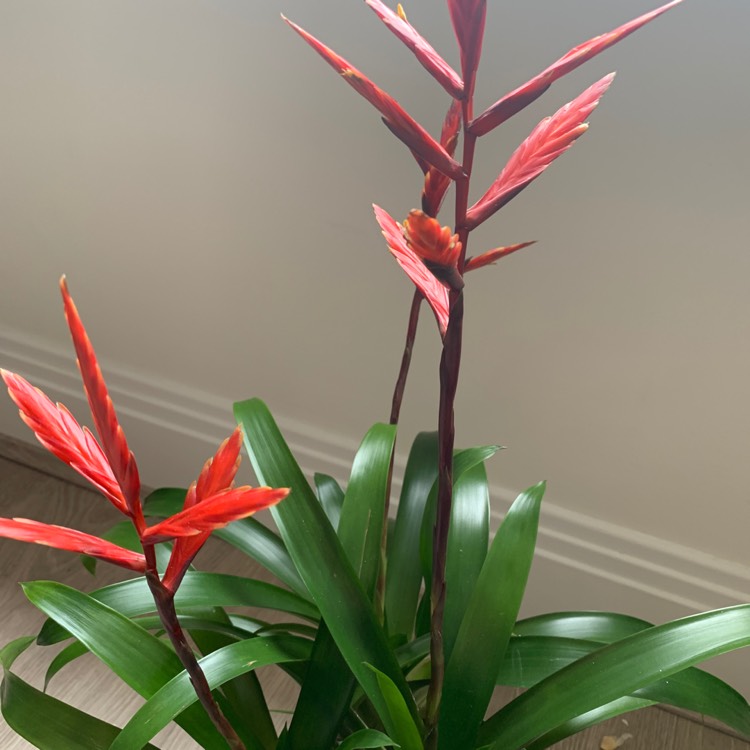 Plant image Guzmania lingulata