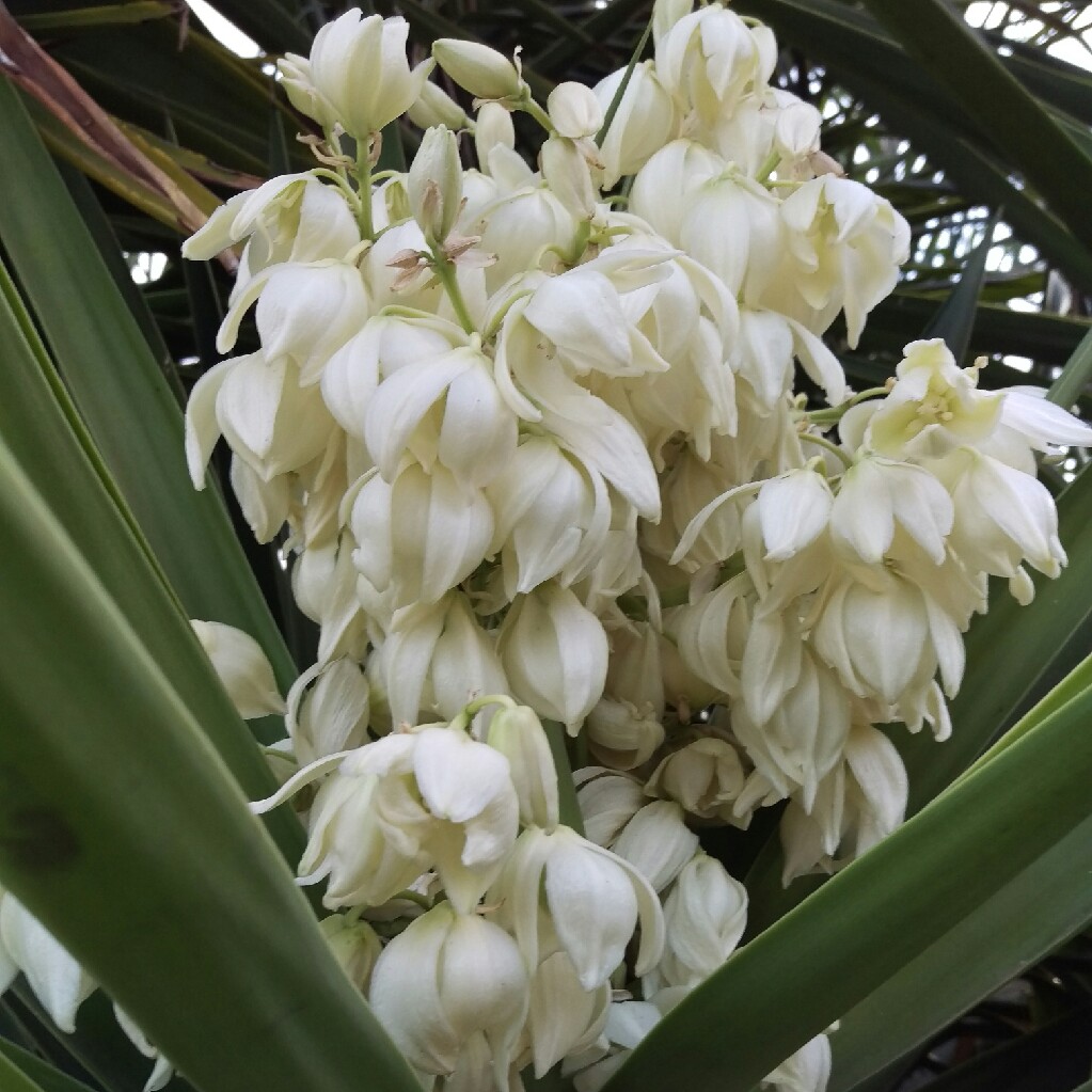 Plant image Yucca gloriosa 'Variegata'