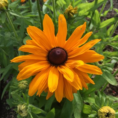 Coneflower (Rudbeckia)