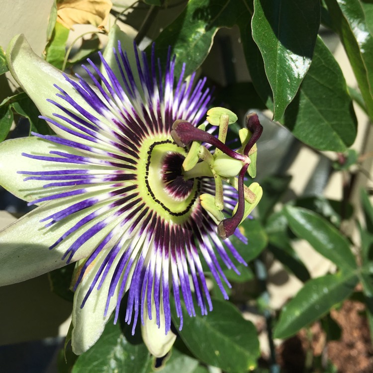 Plant image Passiflora edulis 'Nellie Kelly'