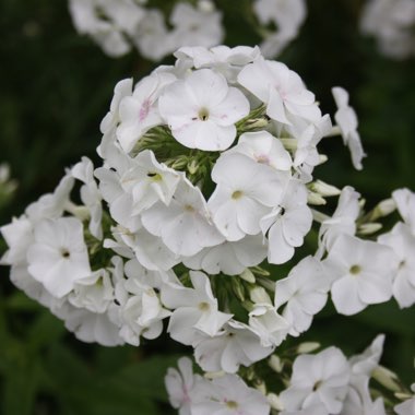 Phlox paniculata