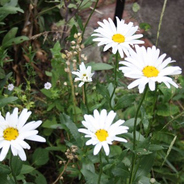 Shasta Daisy 'Elisabeth'