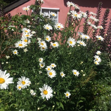 Shasta Daisy 'Elisabeth'