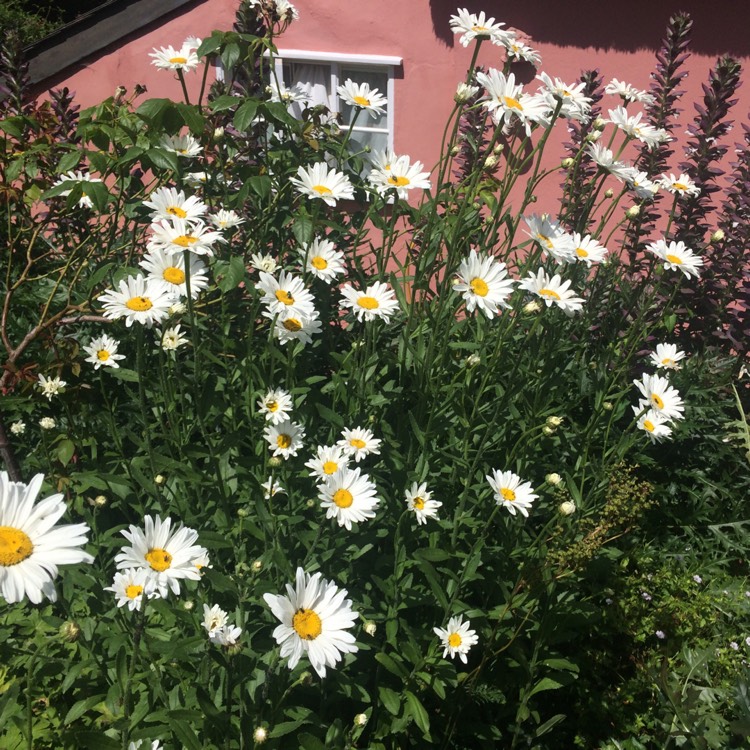 Plant image Leucanthemum x superbum 'Elisabeth'