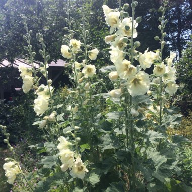 Hollyhock