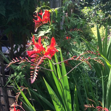 Montbretia (Species) Giant Montbretia