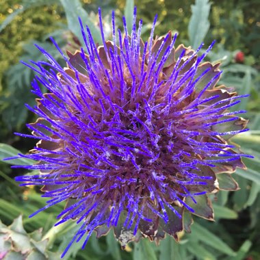 Globe Artichoke 'Herrgårds'