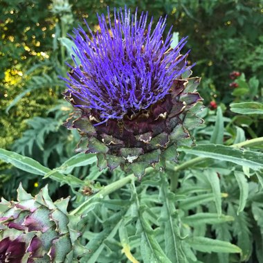 Globe Artichoke 'Herrgårds'