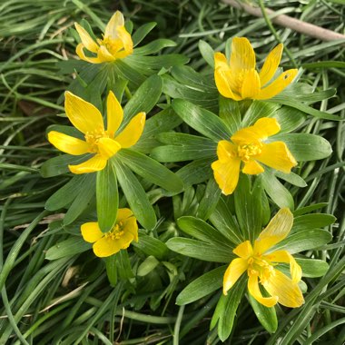 Winter Aconite